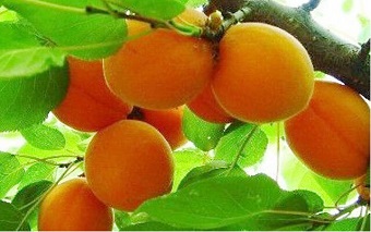 鳳崗工廠(chǎng)食堂承包